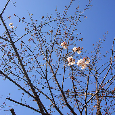 今日の桜便り